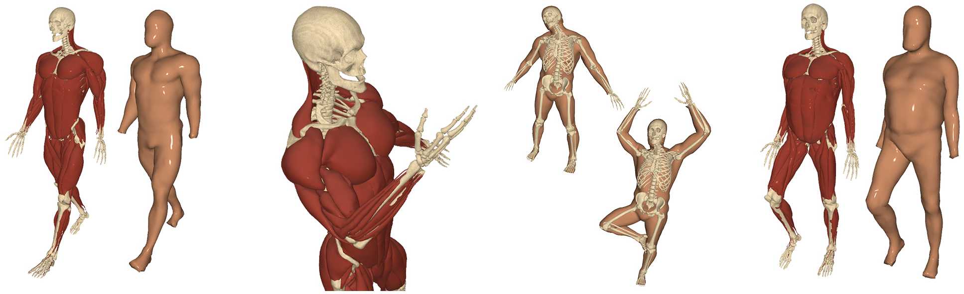 Reconstructing Personalized Anatomical Models for Physics-based Body  Animation
